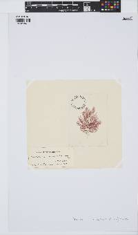 Seirospora interrupta image