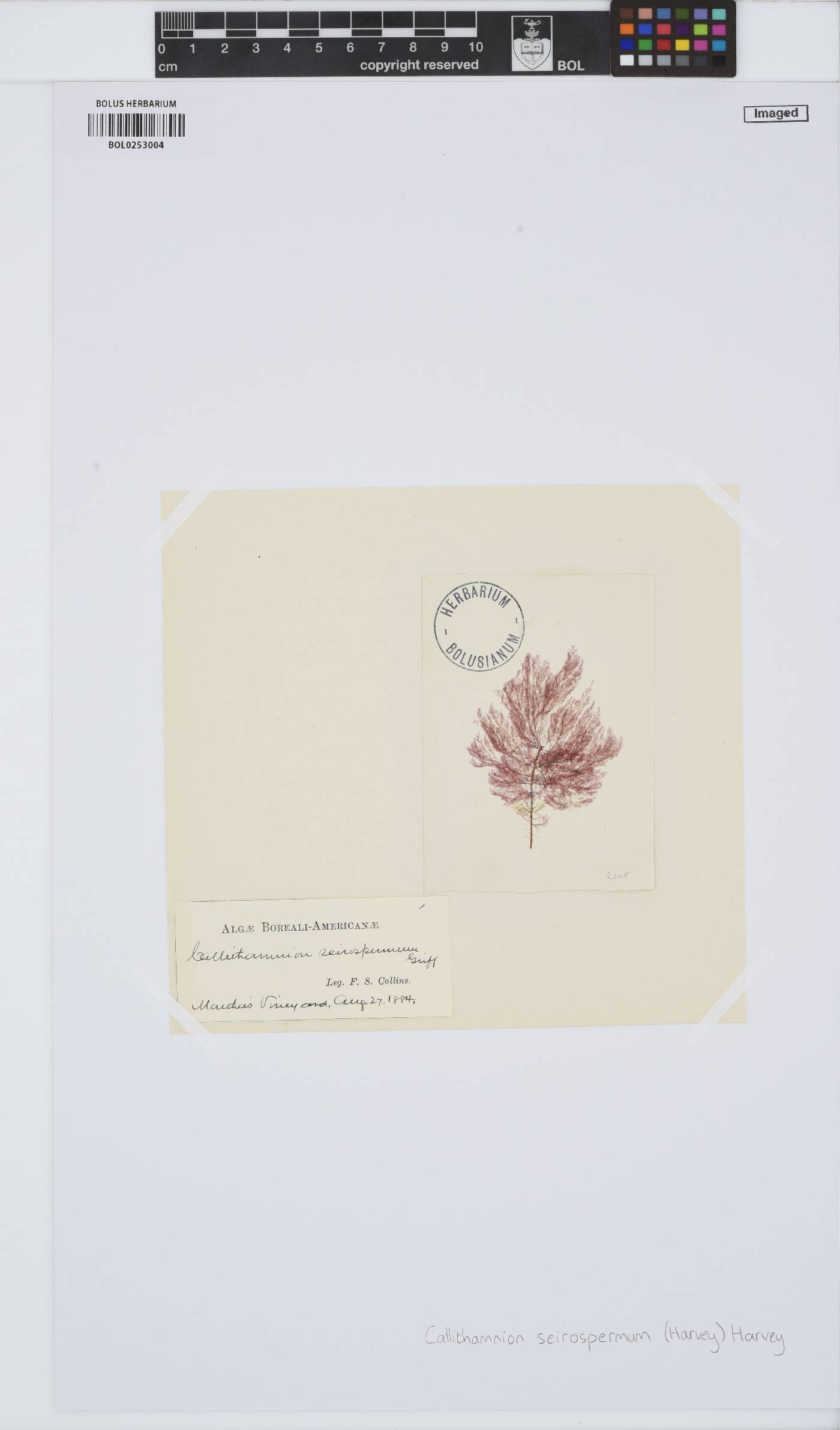 Seirospora interrupta image