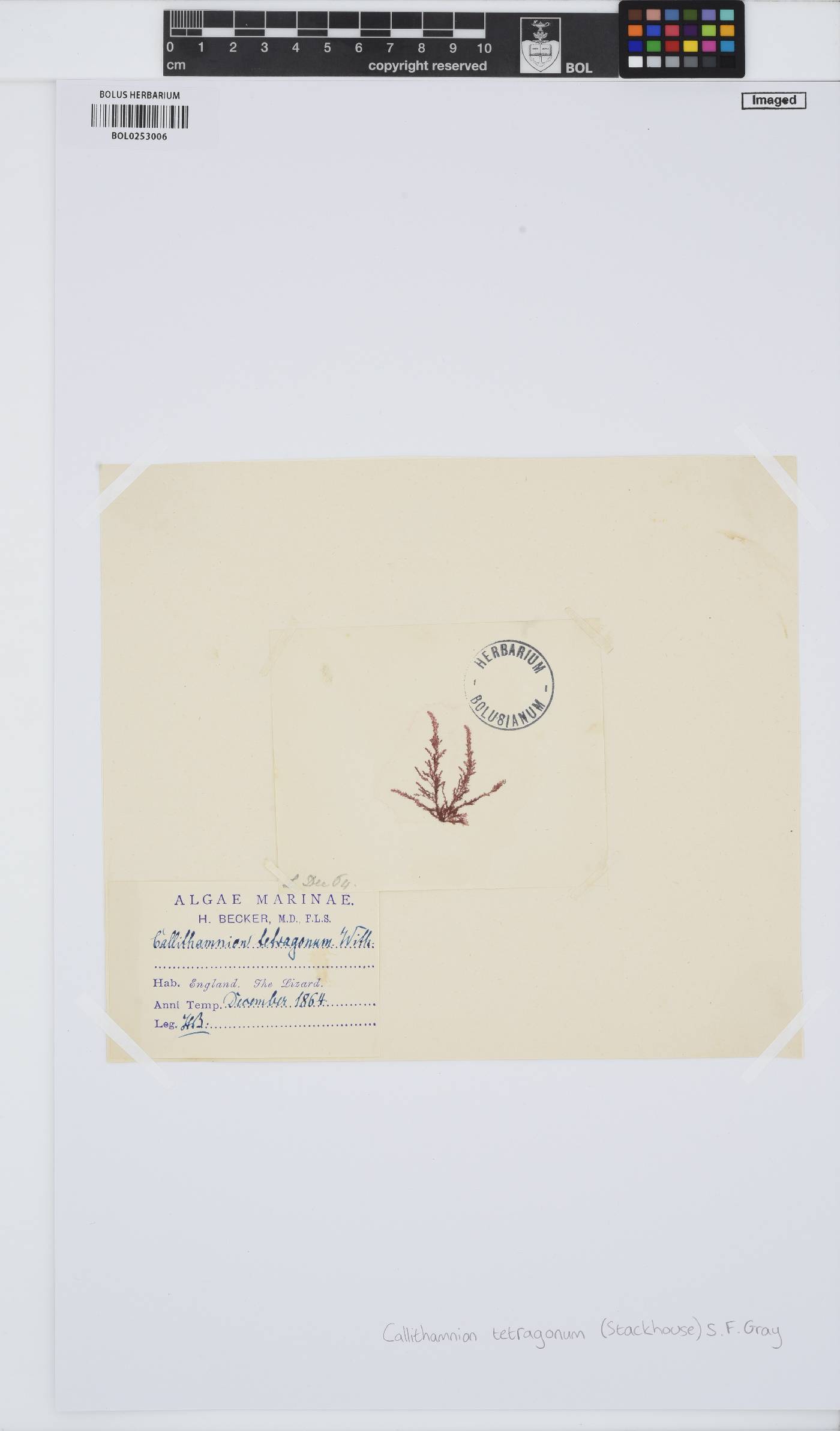 Callithamnion tetragonum image