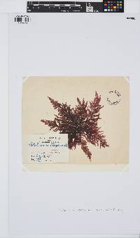 Callithamnion tetragonum image