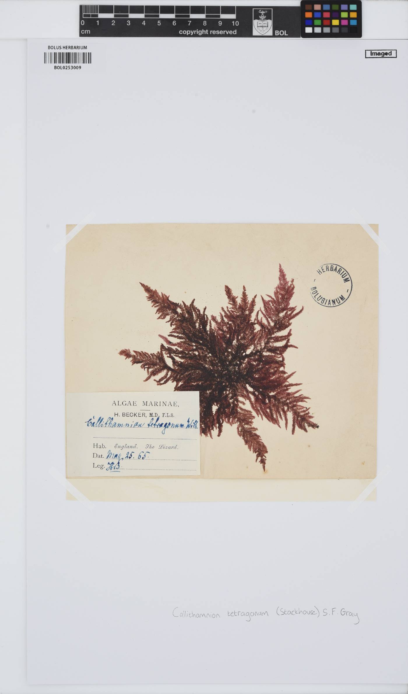 Callithamnion tetragonum image