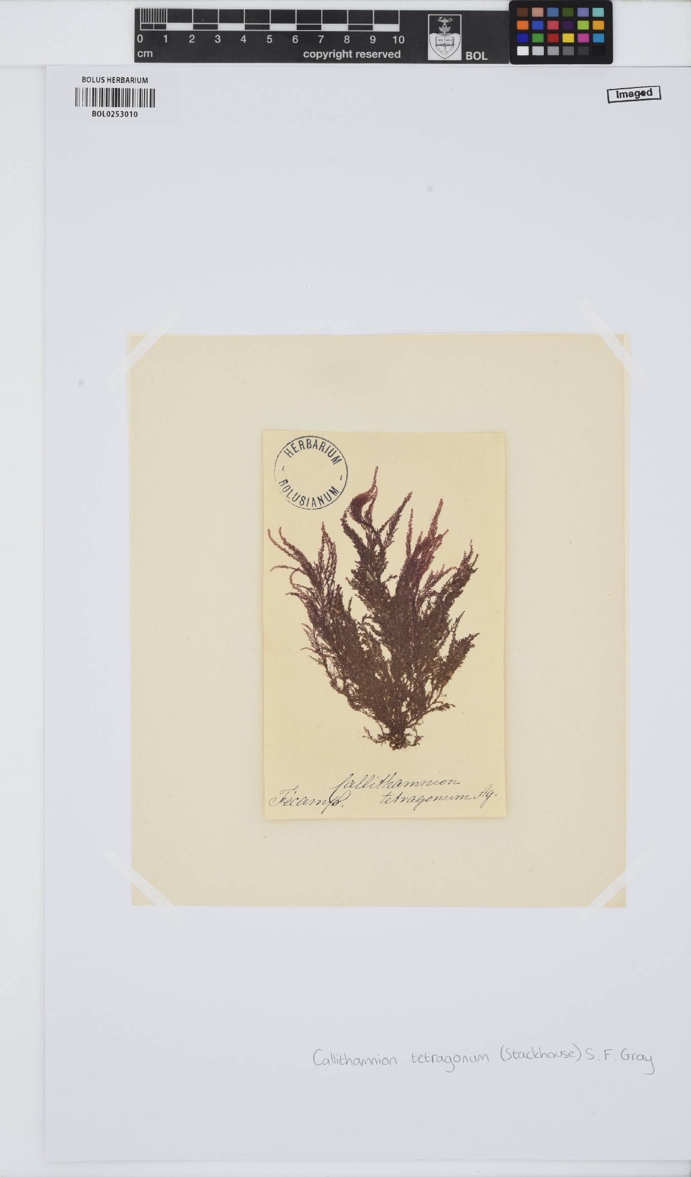 Callithamnion tetragonum image