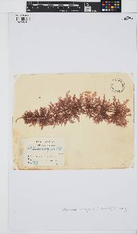 Callithamnion tetragonum image