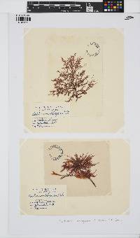 Callithamnion tetragonum image