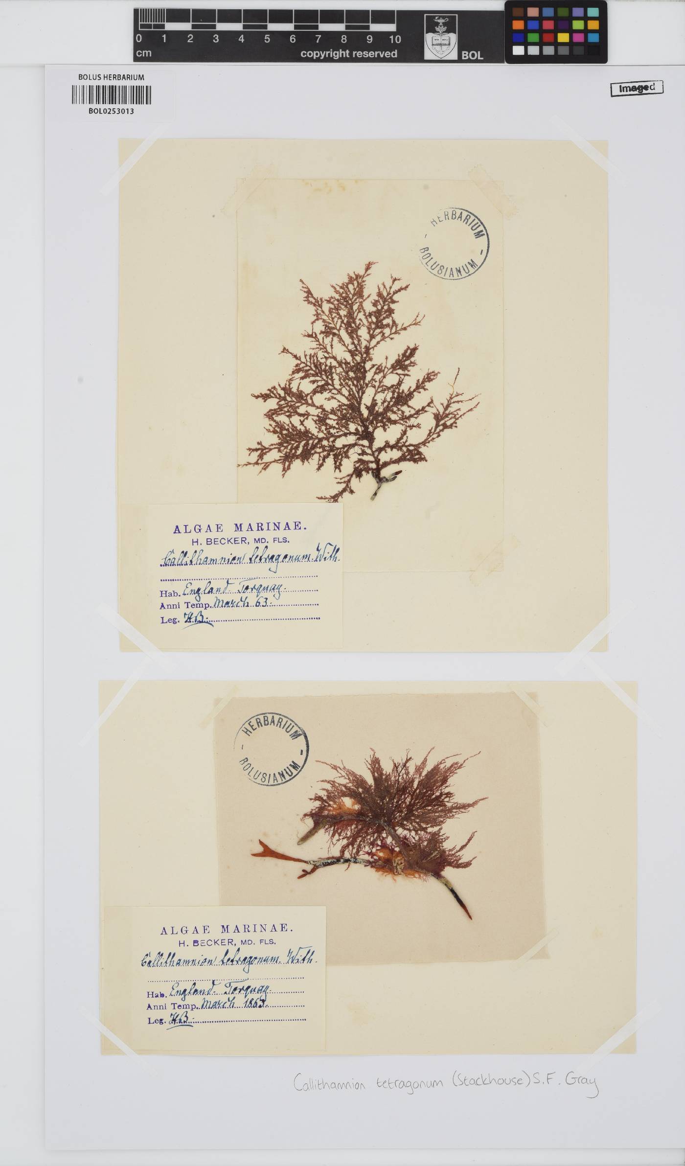 Callithamnion tetragonum image