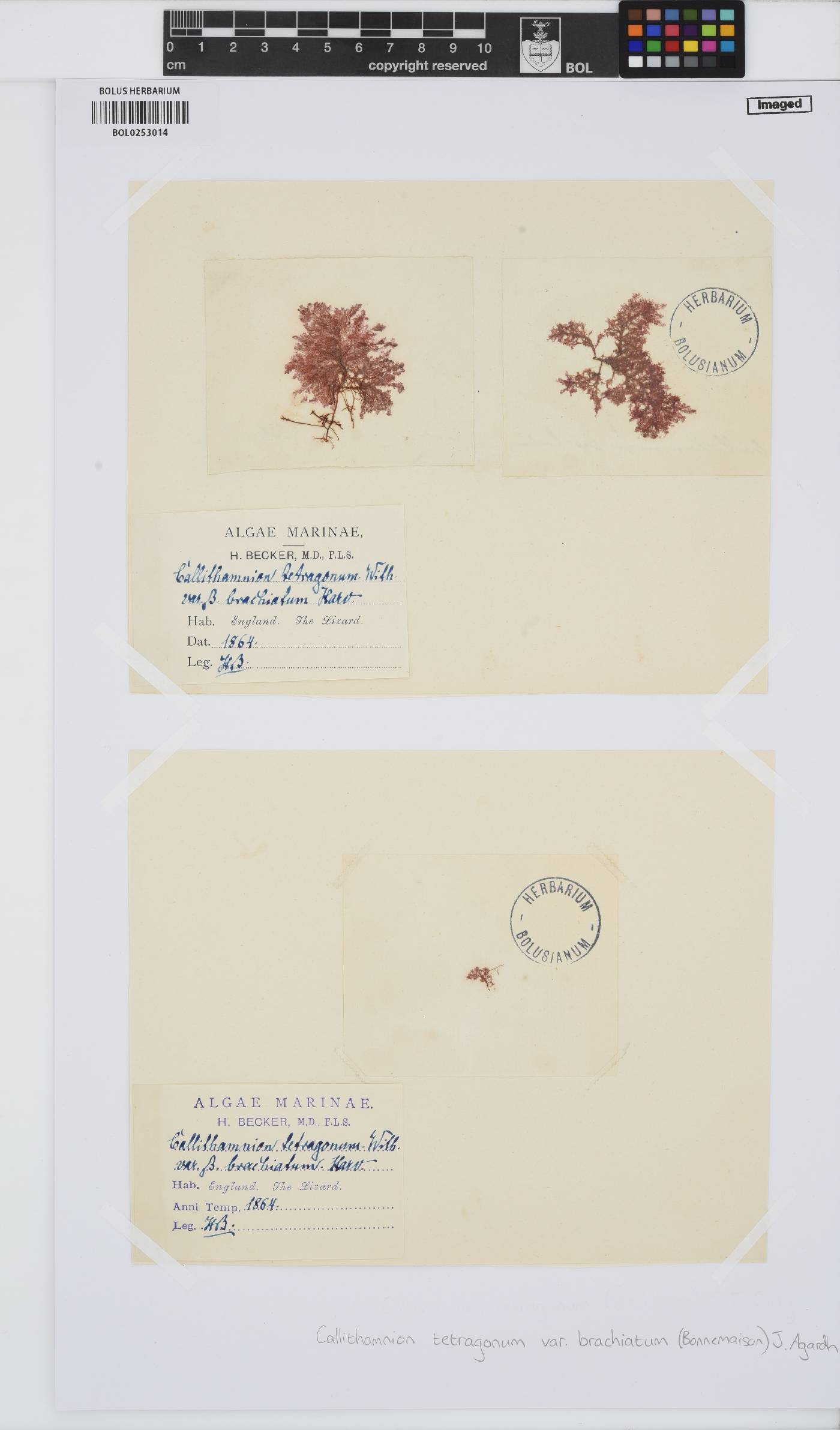 Callithamnion tetragonum image