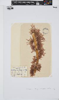 Callithamnion tetragonum image