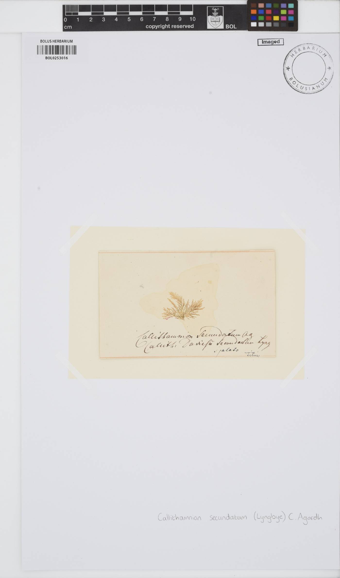Acrochaetium secundatum image