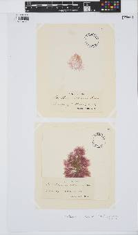 Gaillona rosea image