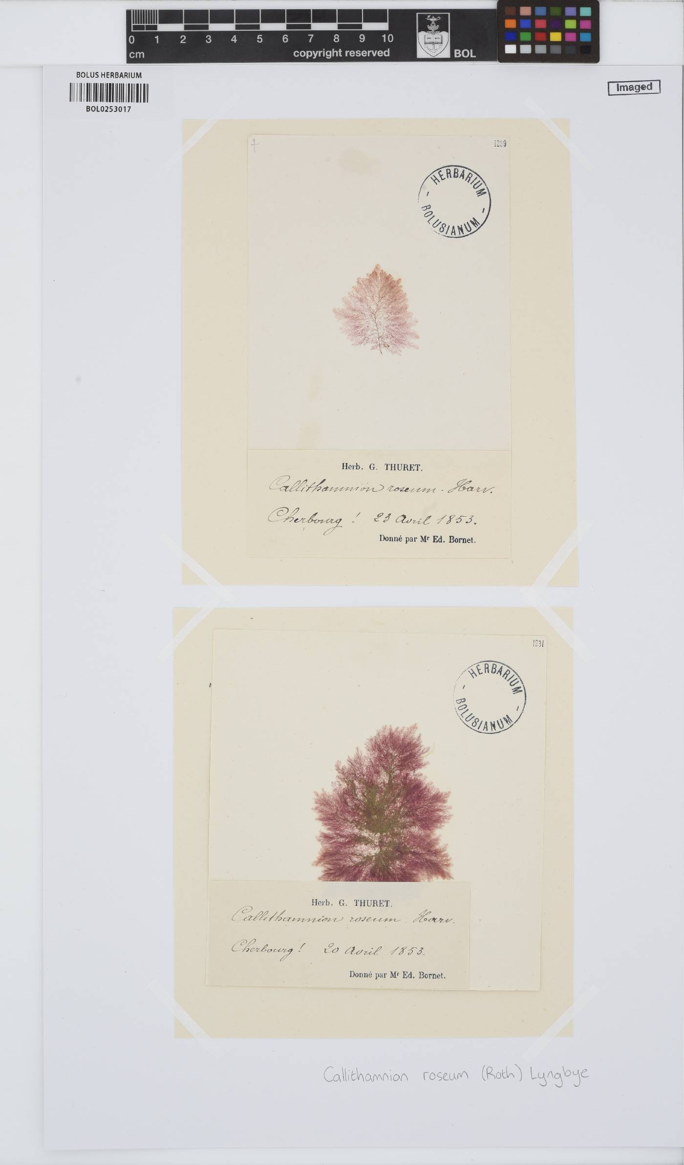 Gaillona rosea image
