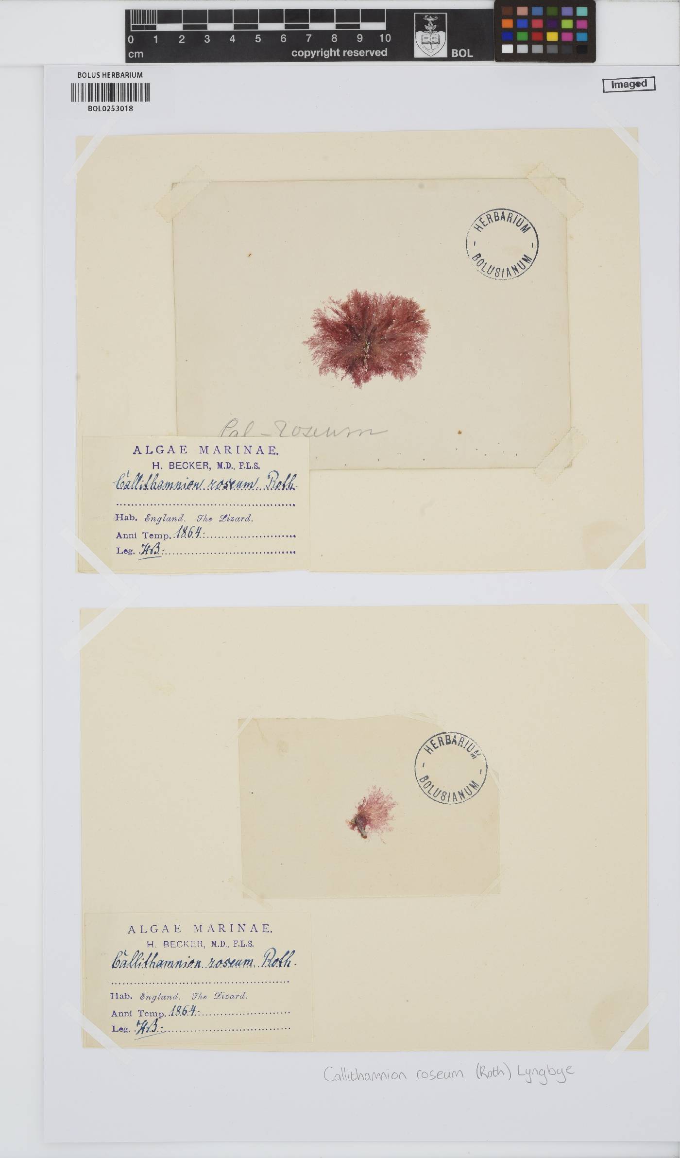 Gaillona rosea image