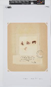 Gaillona rosea image