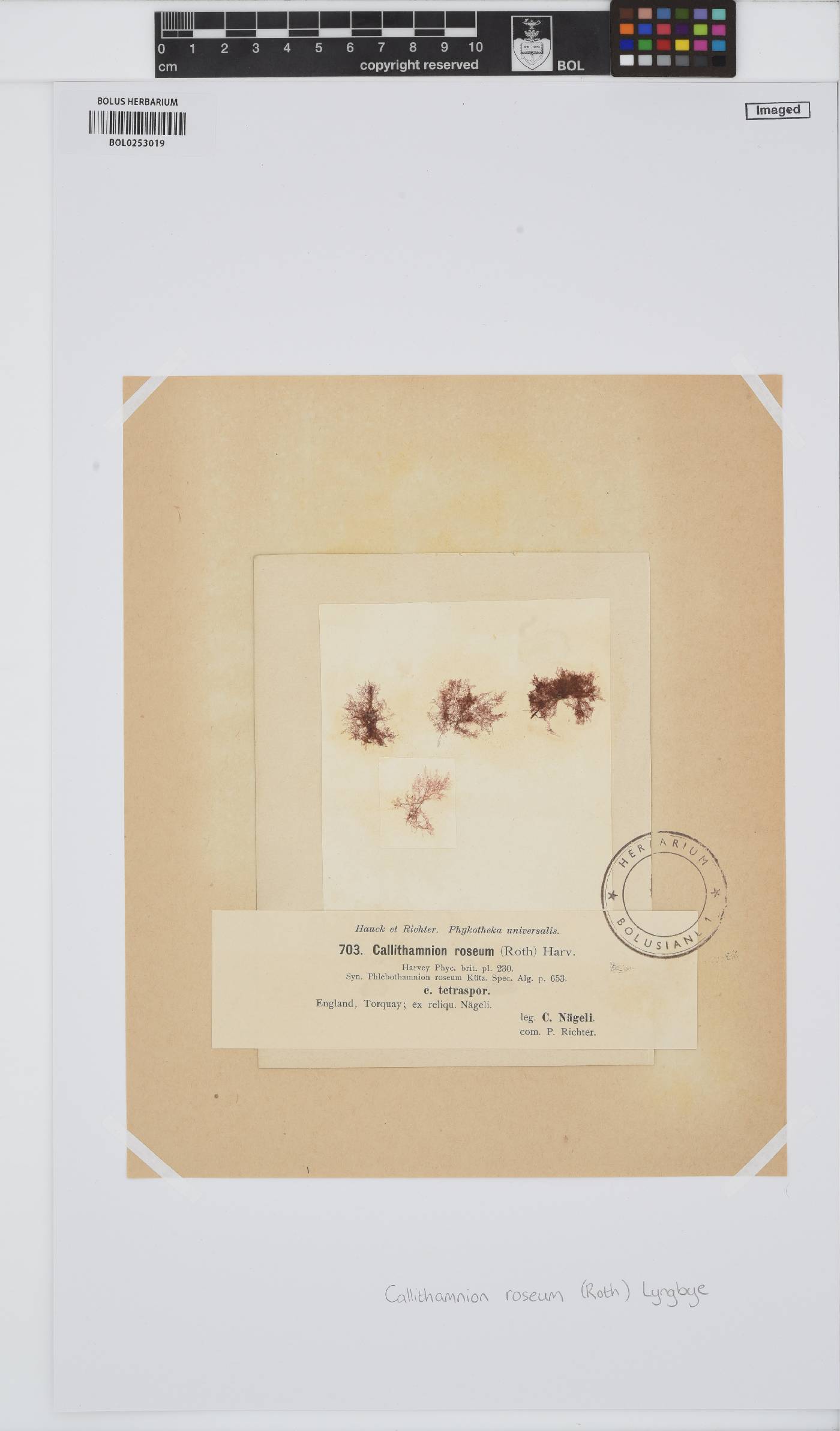 Gaillona rosea image