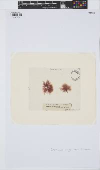 Gaillona hookeri image