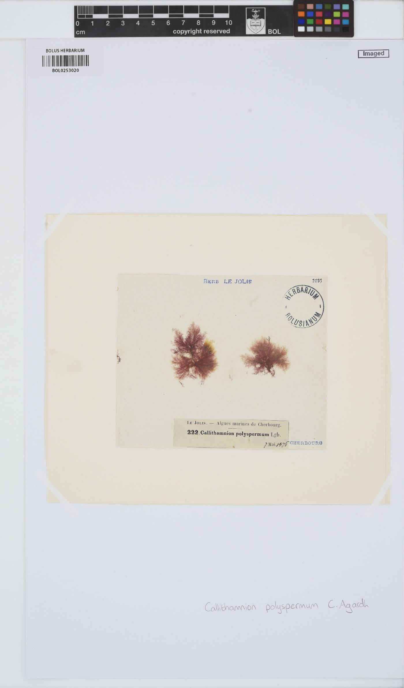 Gaillona hookeri image