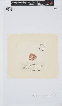 Gaillona hookeri image