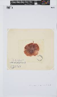 Gaillona hookeri image