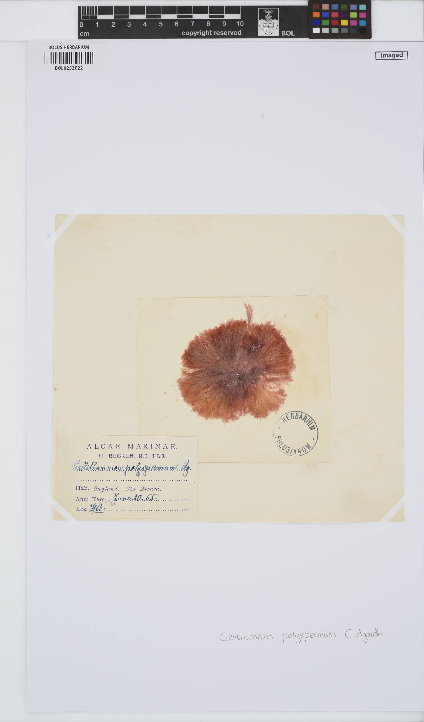 Gaillona hookeri image