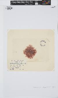 Gaillona hookeri image