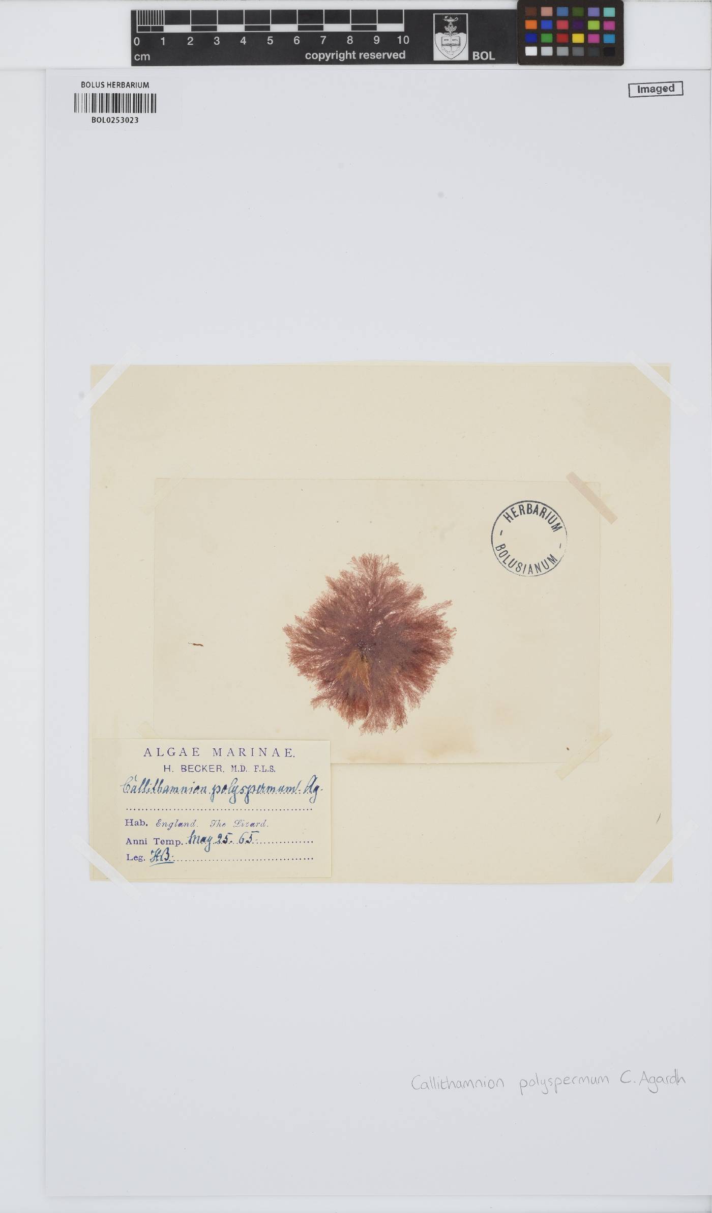Gaillona hookeri image