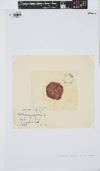Gaillona hookeri image