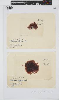 Gaillona hookeri image
