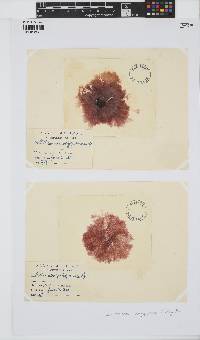Gaillona hookeri image
