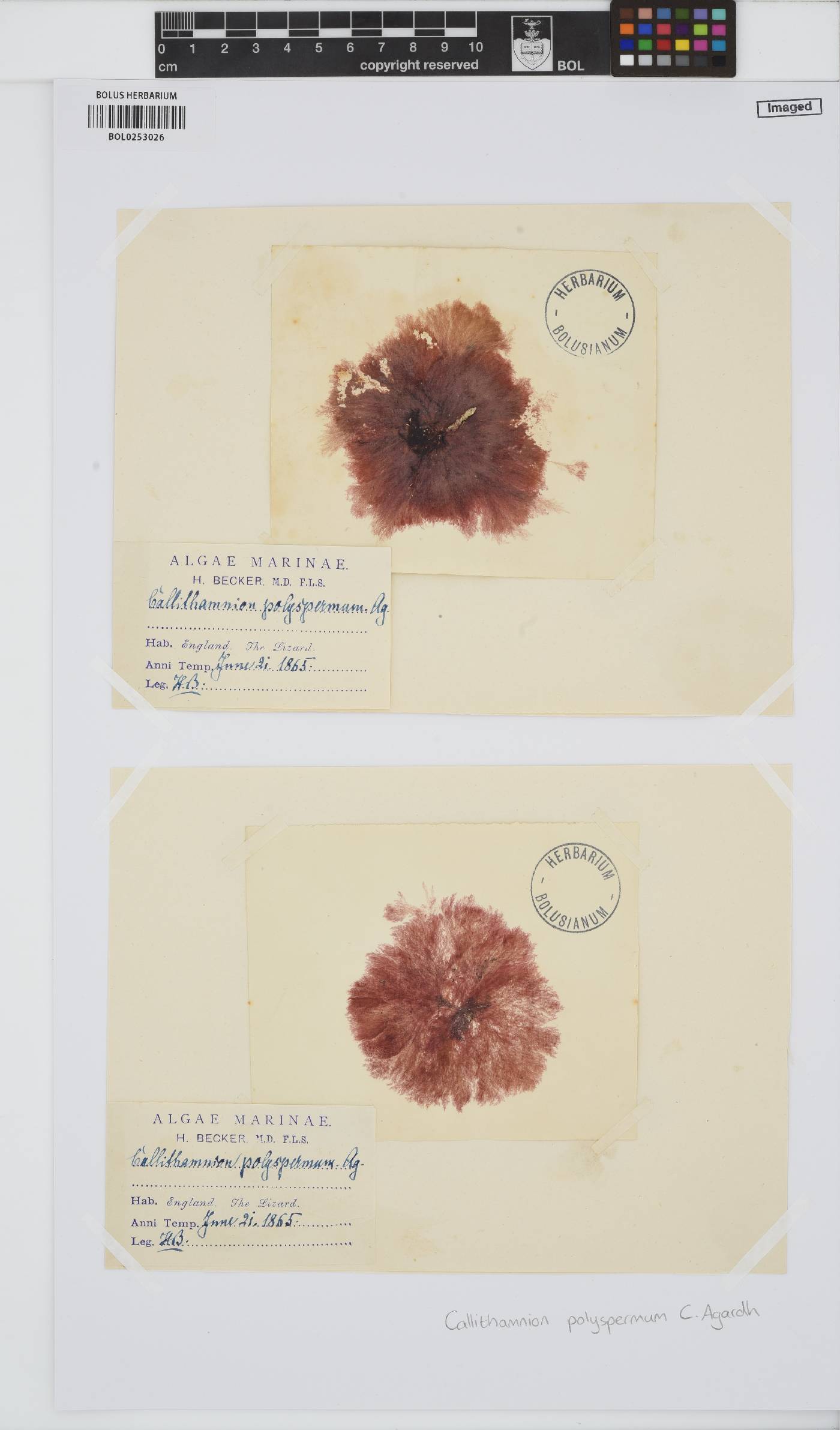 Gaillona hookeri image