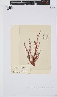 Antithamnionella pacifica image