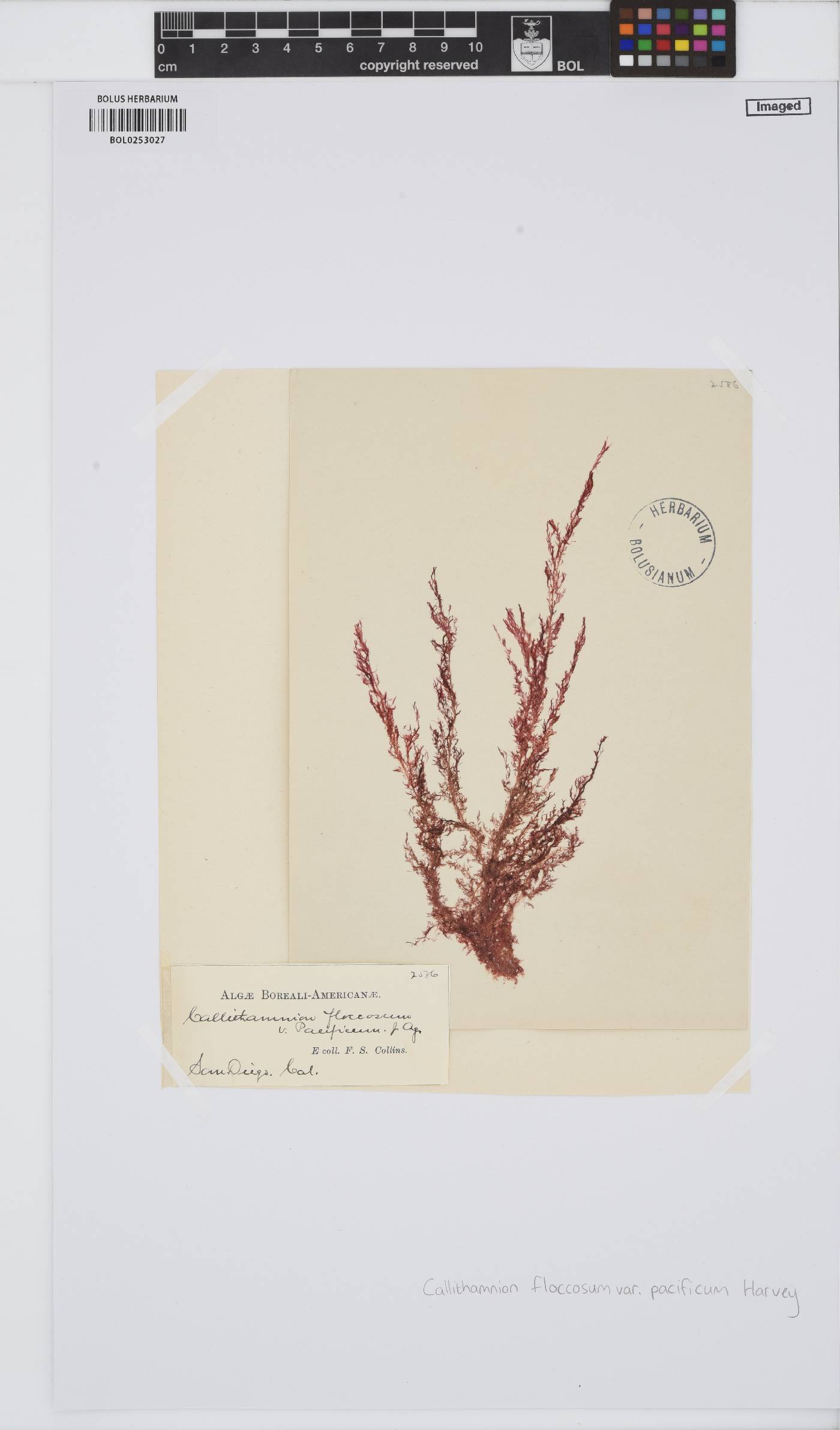 Antithamnionella pacifica image