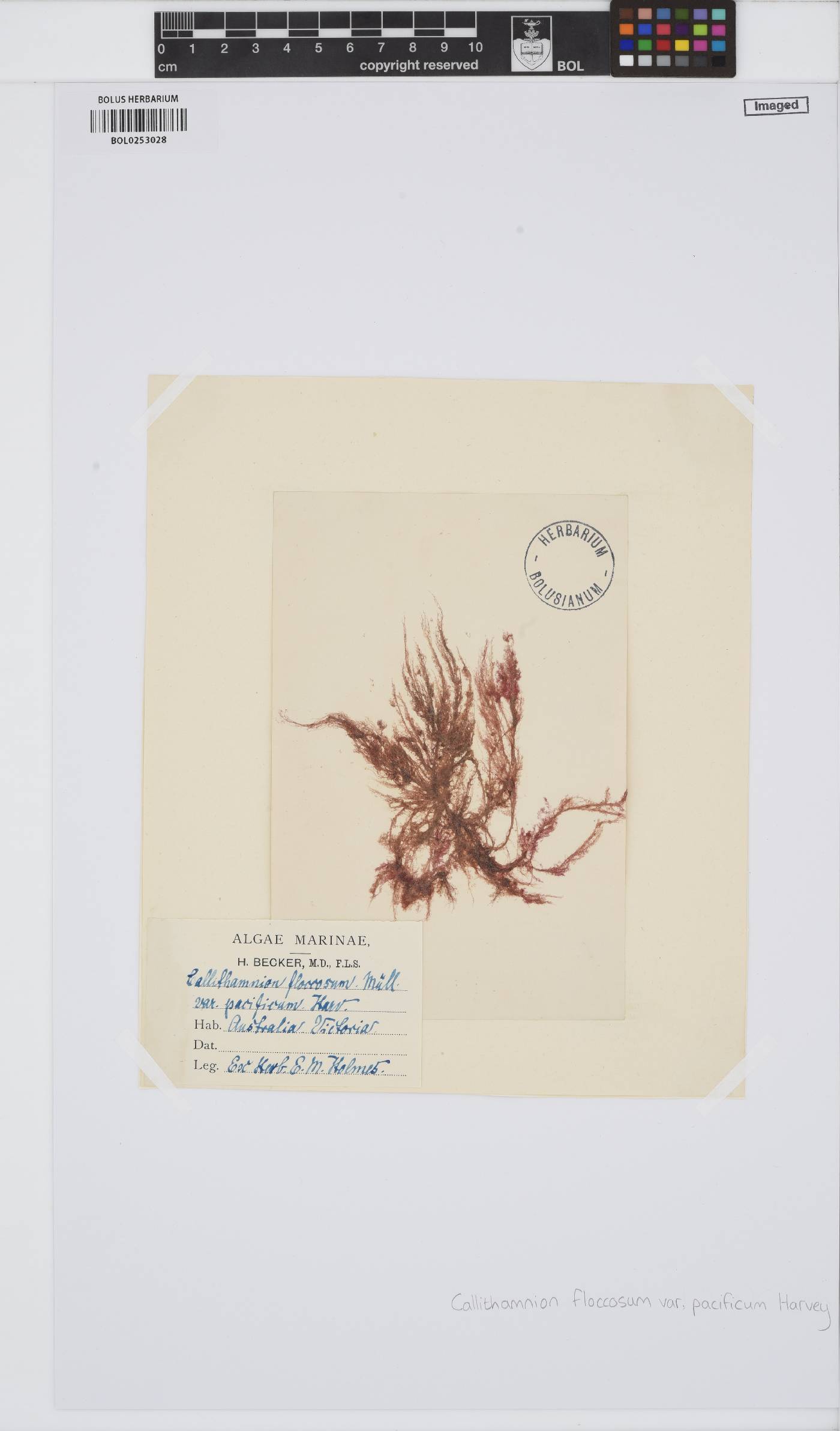 Antithamnionella pacifica image