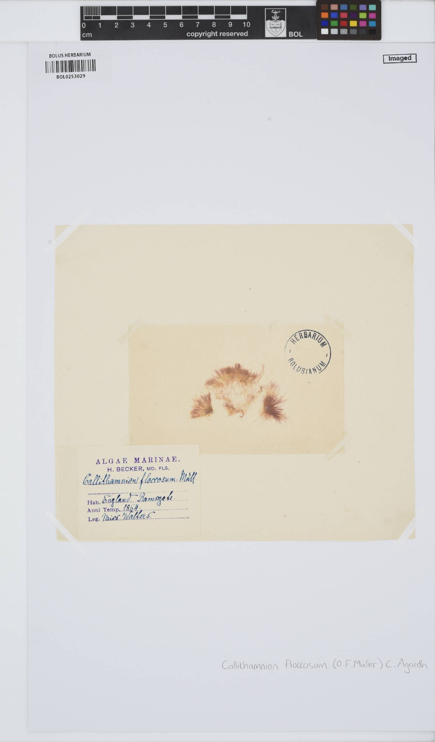 Antithamnionella floccosa image