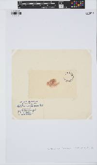 Antithamnionella floccosa image