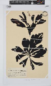 Botryocarpa prolifera image