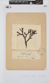 Bangia atropurpurea image