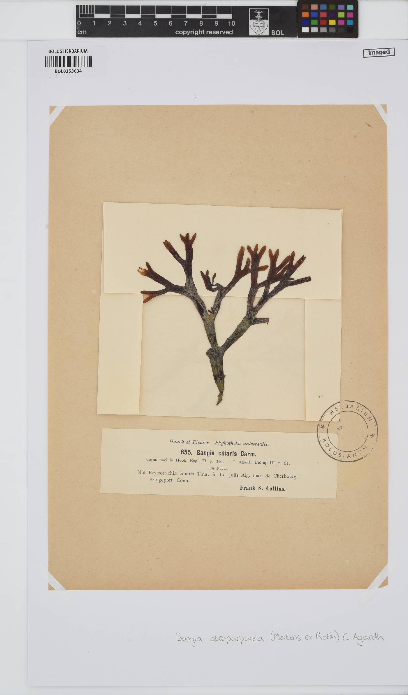 Bangia atropurpurea image