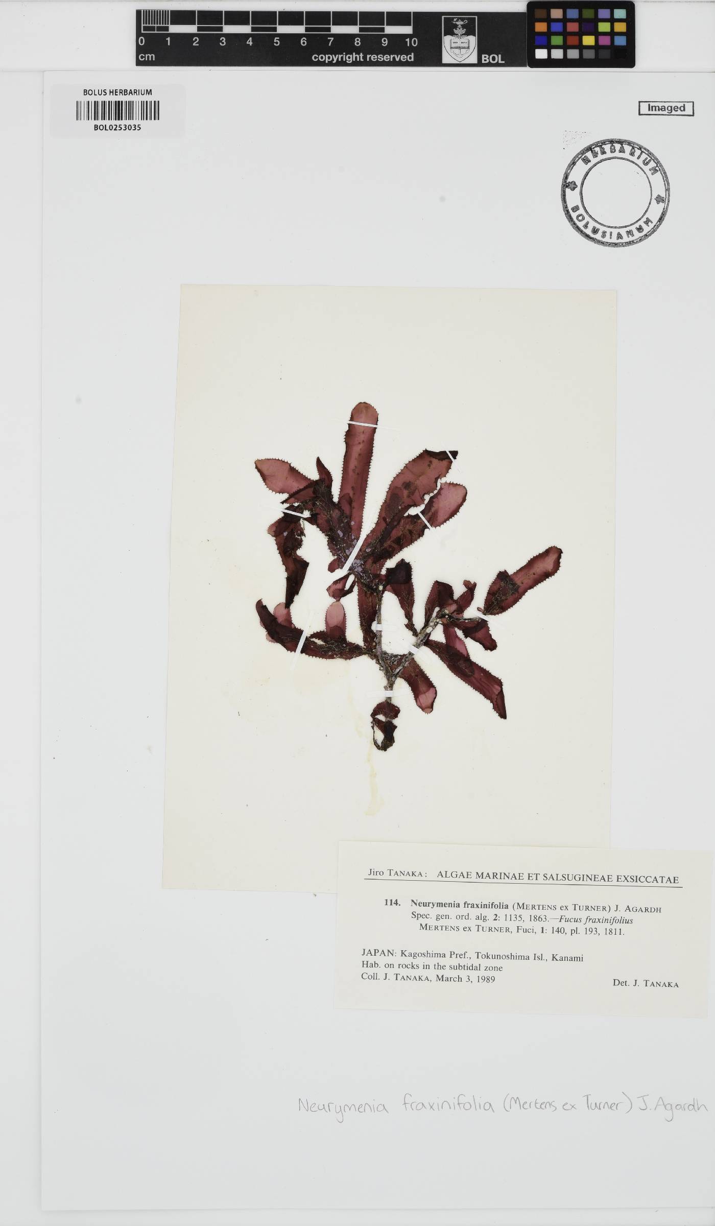 Neurymenia fraxinifolia image