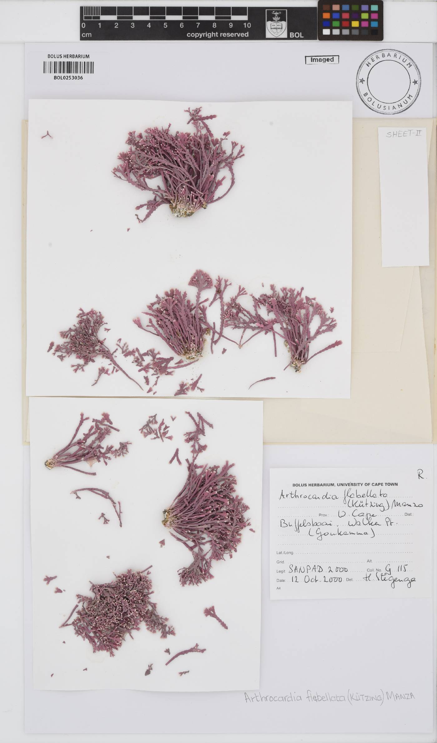 Arthrocardia flabellata image