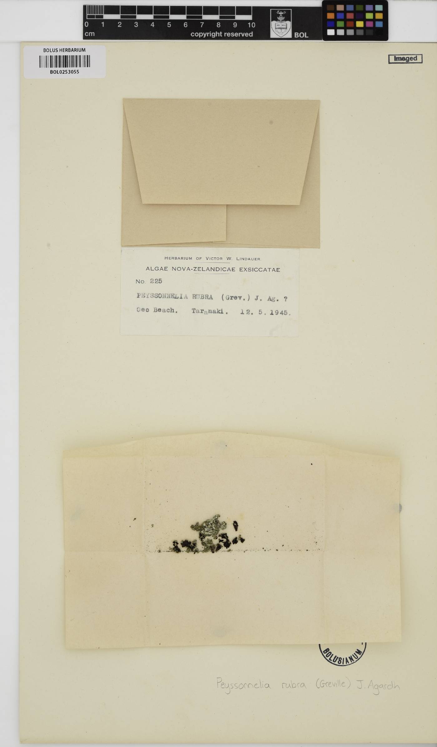 Peyssonnelia rubra image