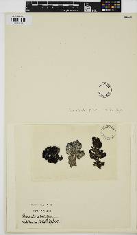 Peyssonnelia rubra image