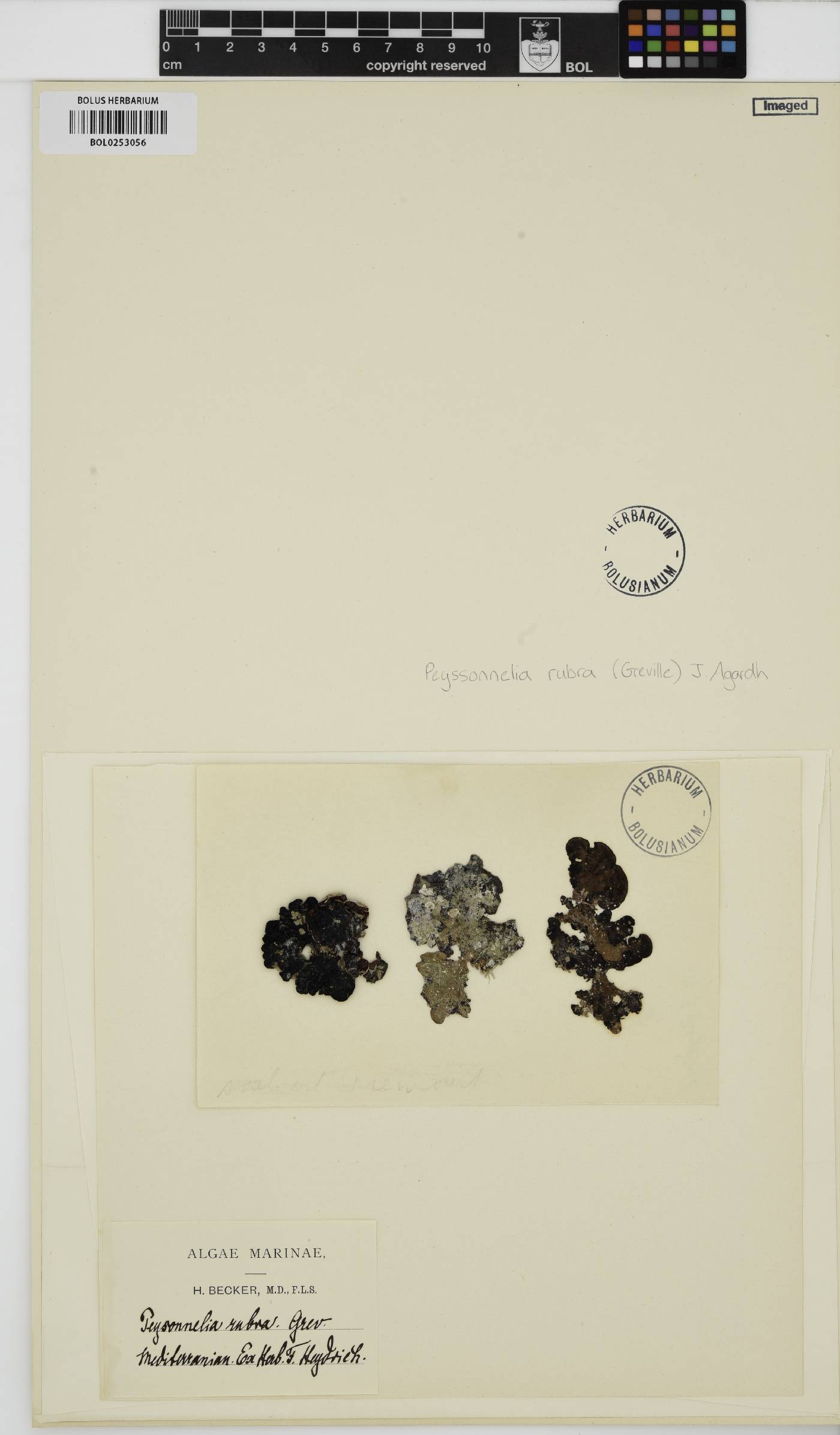 Peyssonnelia rubra image
