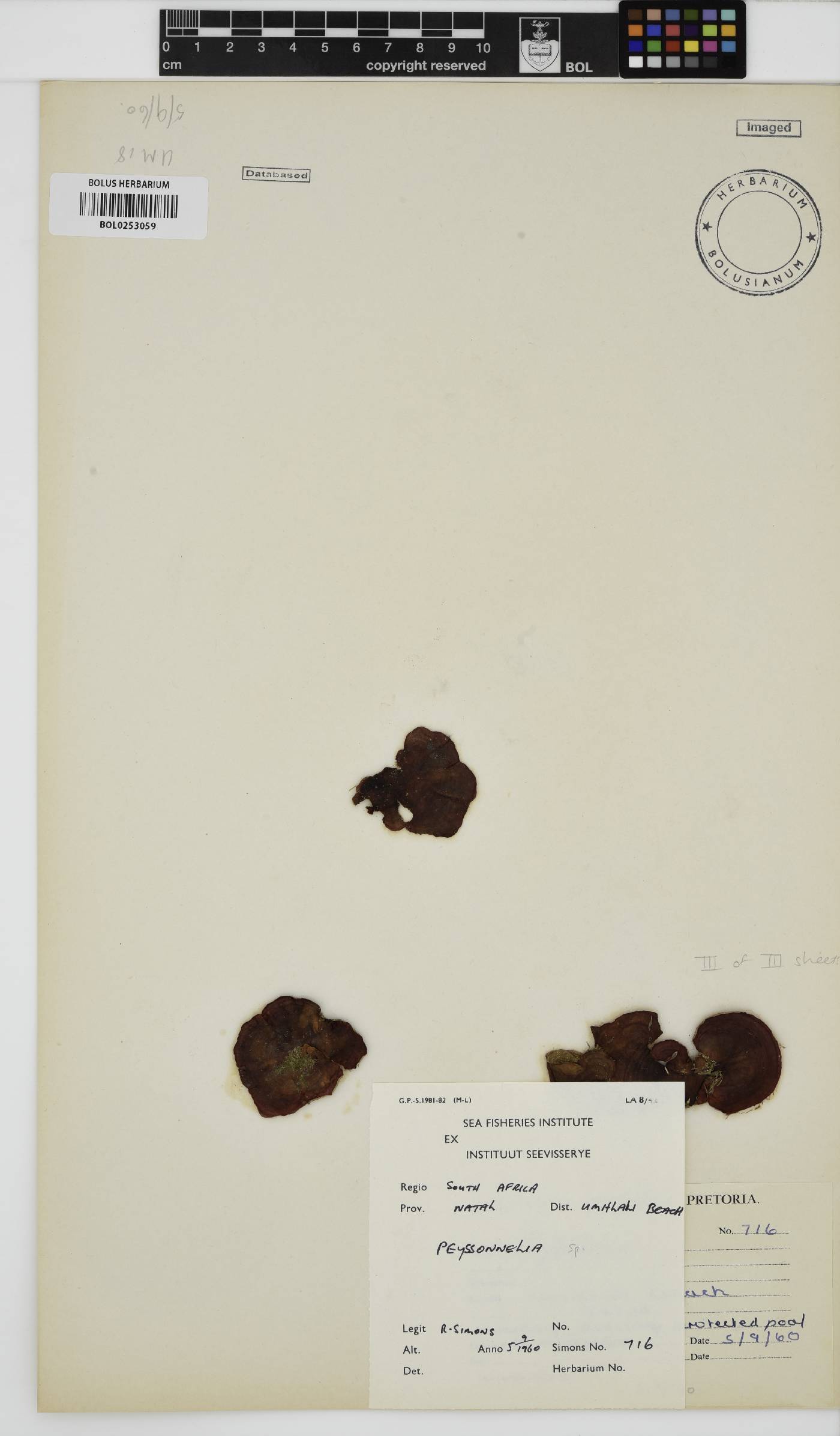 Peyssonnelia image