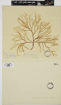 Image of Phacelocarpus alatus