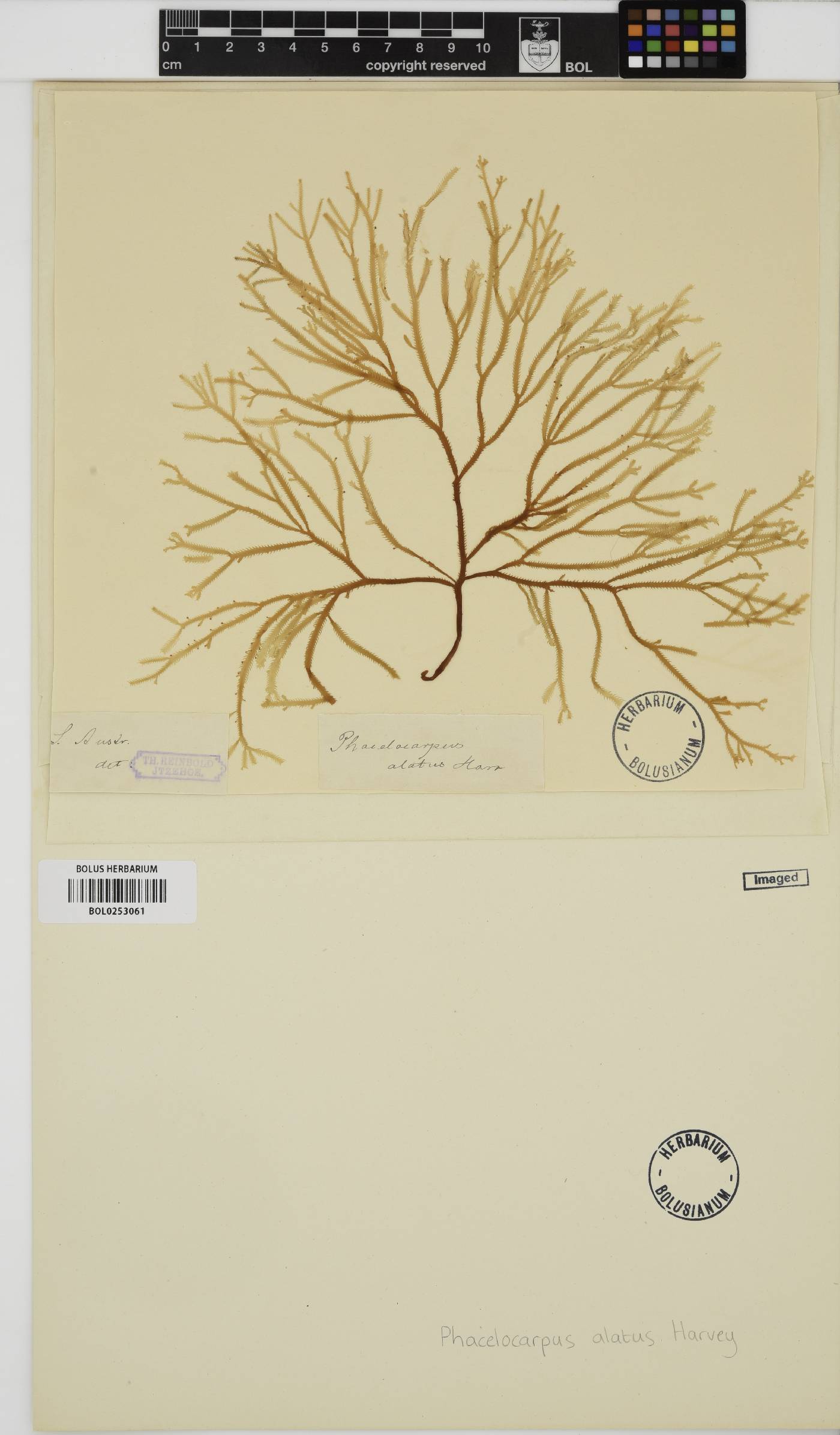 Phacelocarpus alatus image