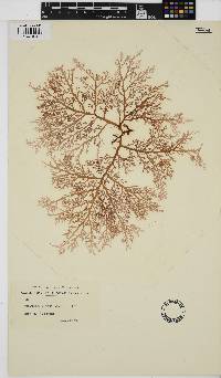 Phacelocarpus alatus image
