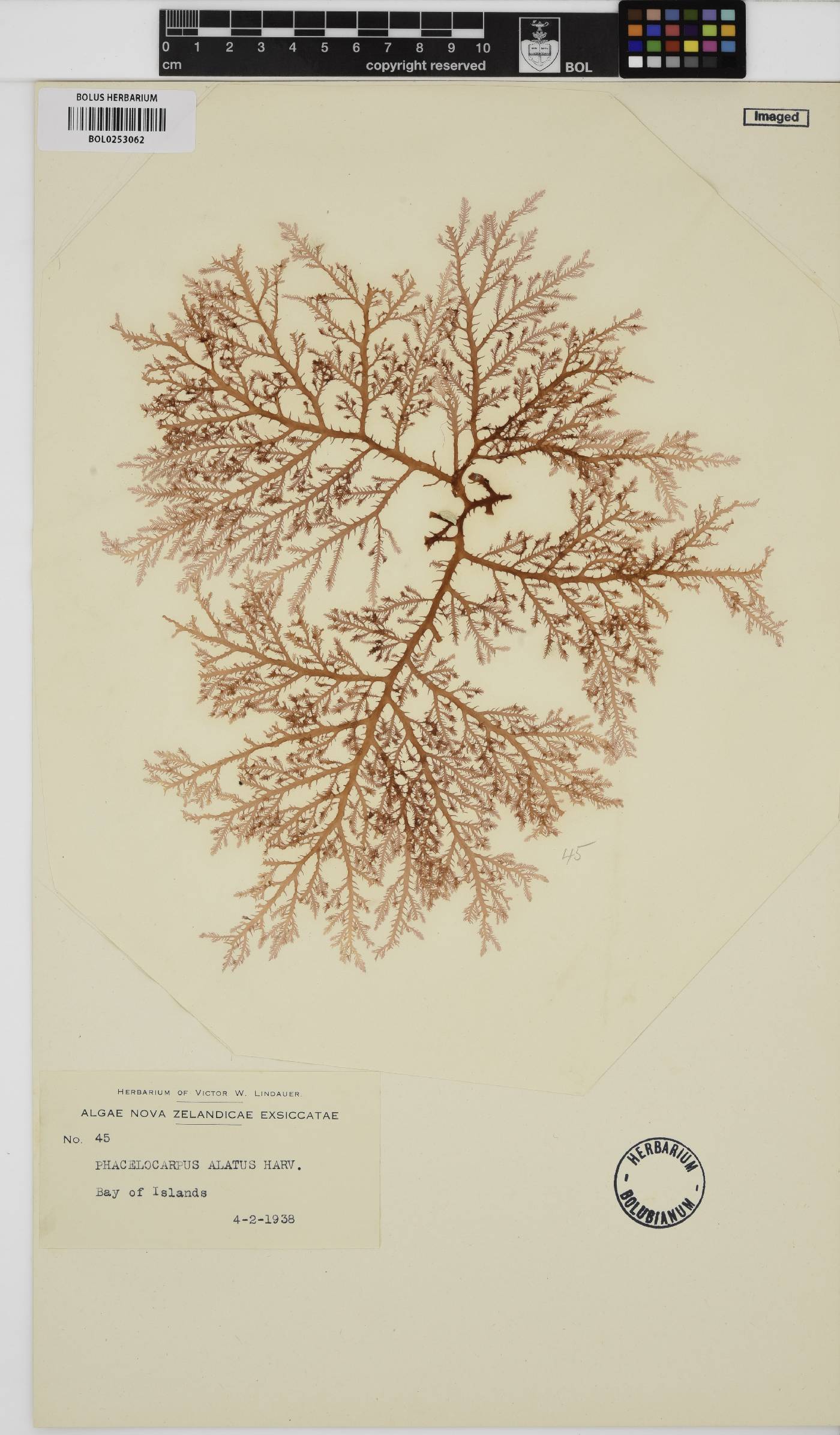 Phacelocarpus alatus image