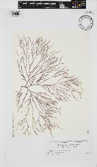 Image of Phacelocarpus japonicus