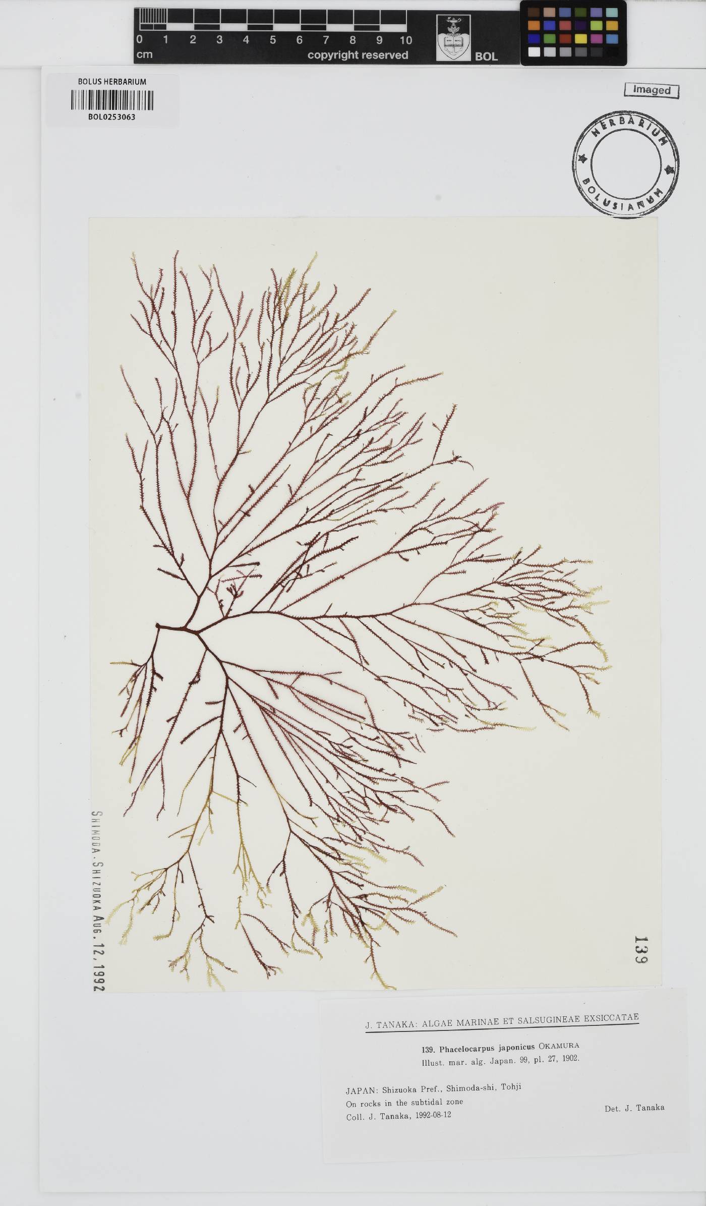Phacelocarpus japonicus image