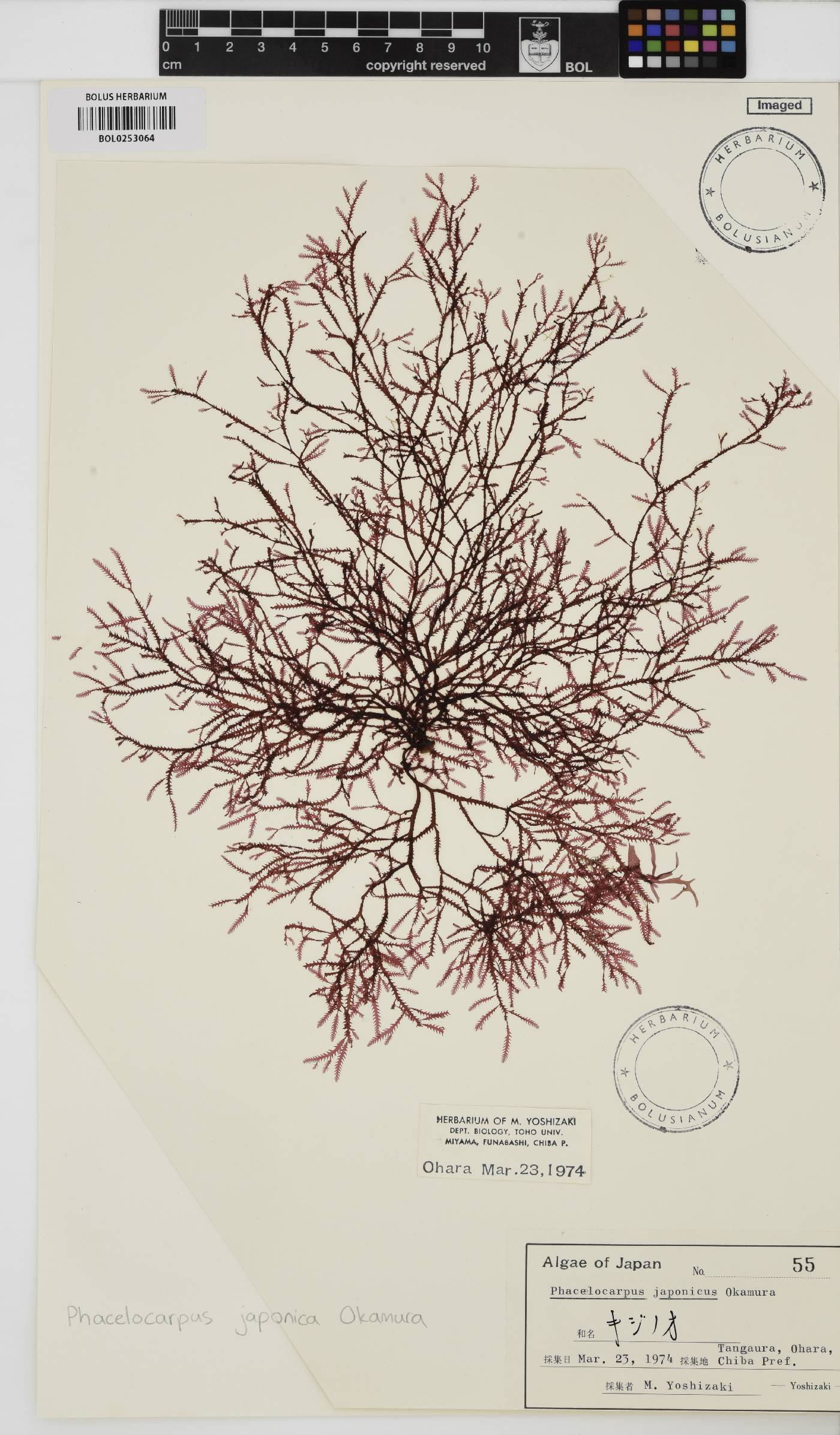 Phacelocarpus japonicus image