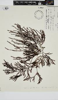 Image of Phacelocarpus peperocarpos